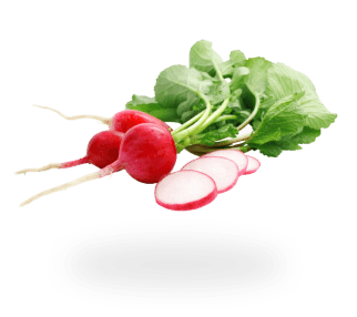radish